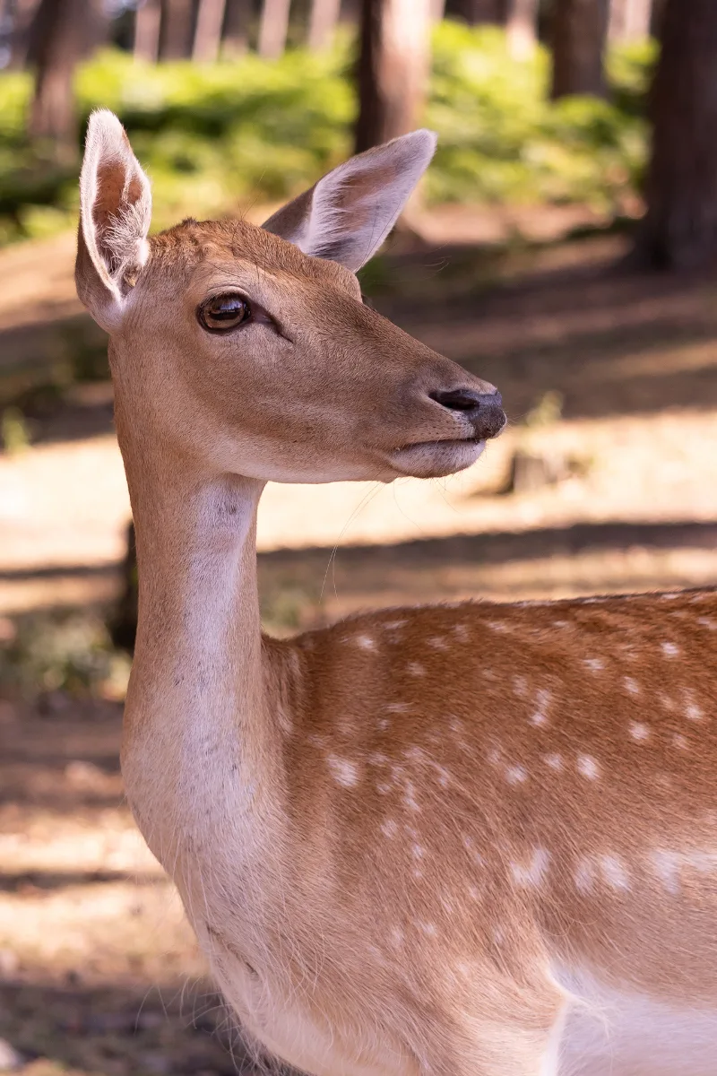 Nahes Porträt von Damwild im sonnigen Wald, das Fell hell gefleckt