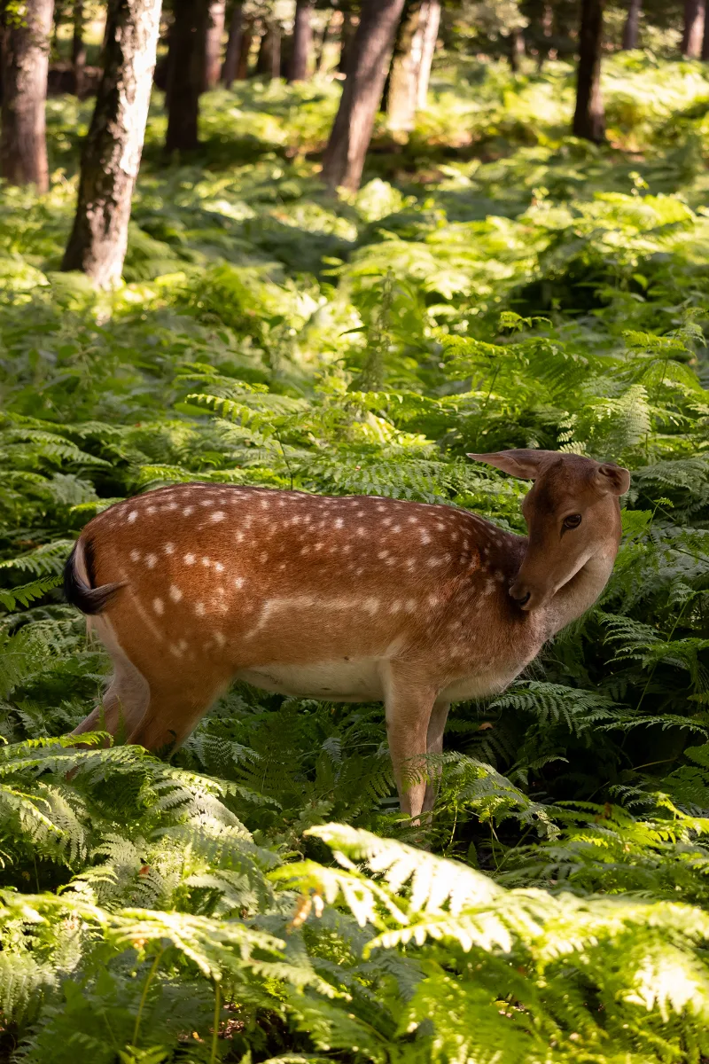 Damwild steht im dichten grünen Farn, Lichtflecken tanzen auf dem Fell