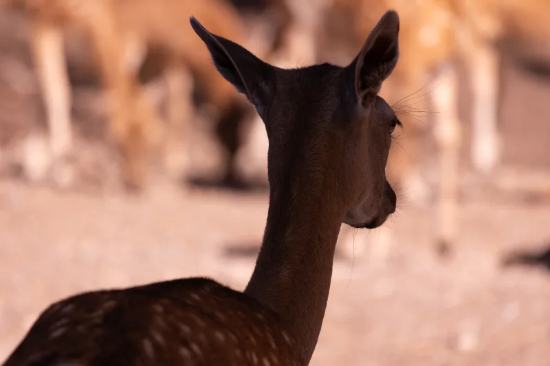 Dunkle Silhouette eines Damwild-Kopfes im warmen Gegenlicht, das Rudel verschwommen dahinter