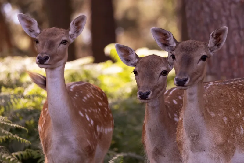 Drei Stück Damwild dicht beieinander blicken aufmerksam in die Kamera