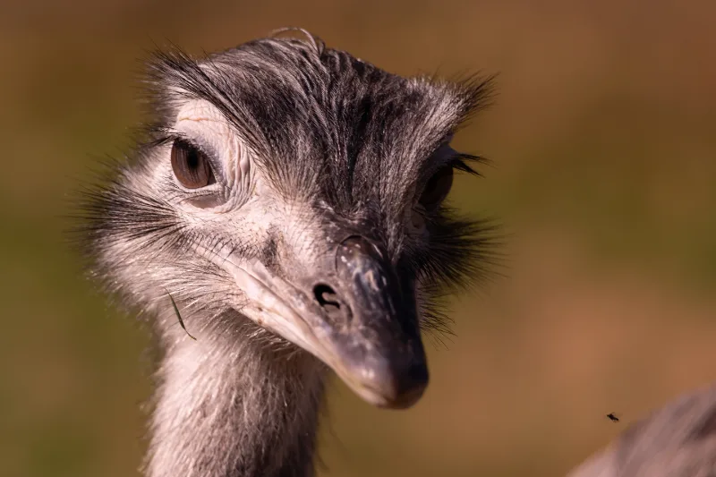 Nahaufnahme des Kopfes eines großen Laufvogels mit zerzausten Federn und wachem Auge