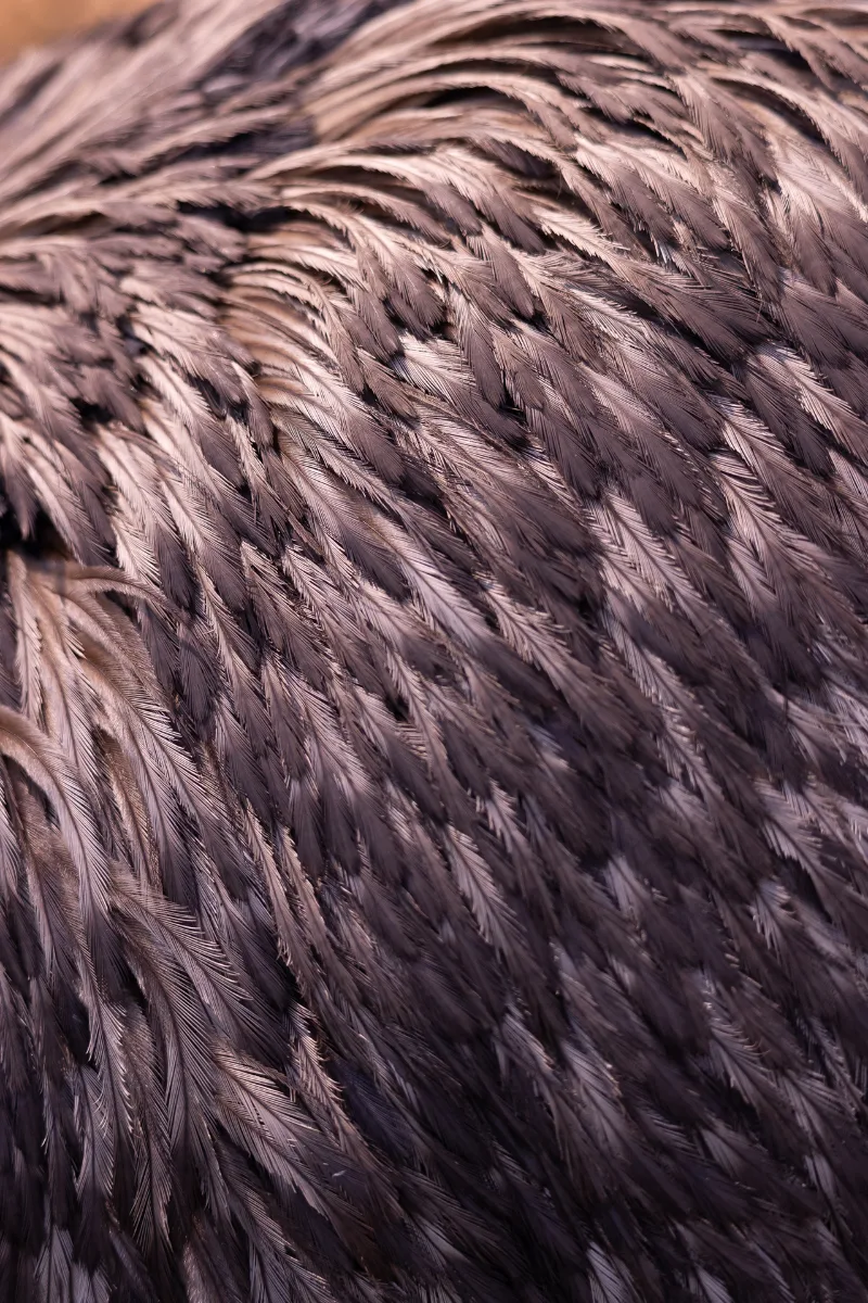 Abstrakte Nahaufnahme des grau schimmernden Federkleids eines Laufvogels