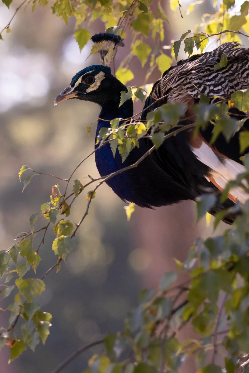 Pfau mit schillernd blauem Hals sitzt zwischen Birkenzweigen im Gegenlicht