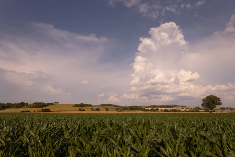 Weite Landschaft mit grünem Maisfeld, sanften Hügeln und aufziehenden Quellwolken