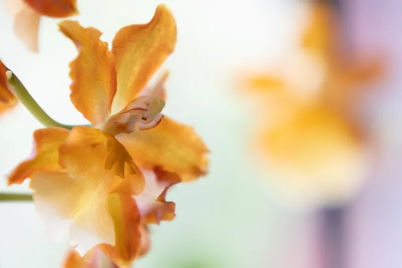 Makroaufnahme einer orangefarbenen Orchideenblüte vor hellem Hintergrund