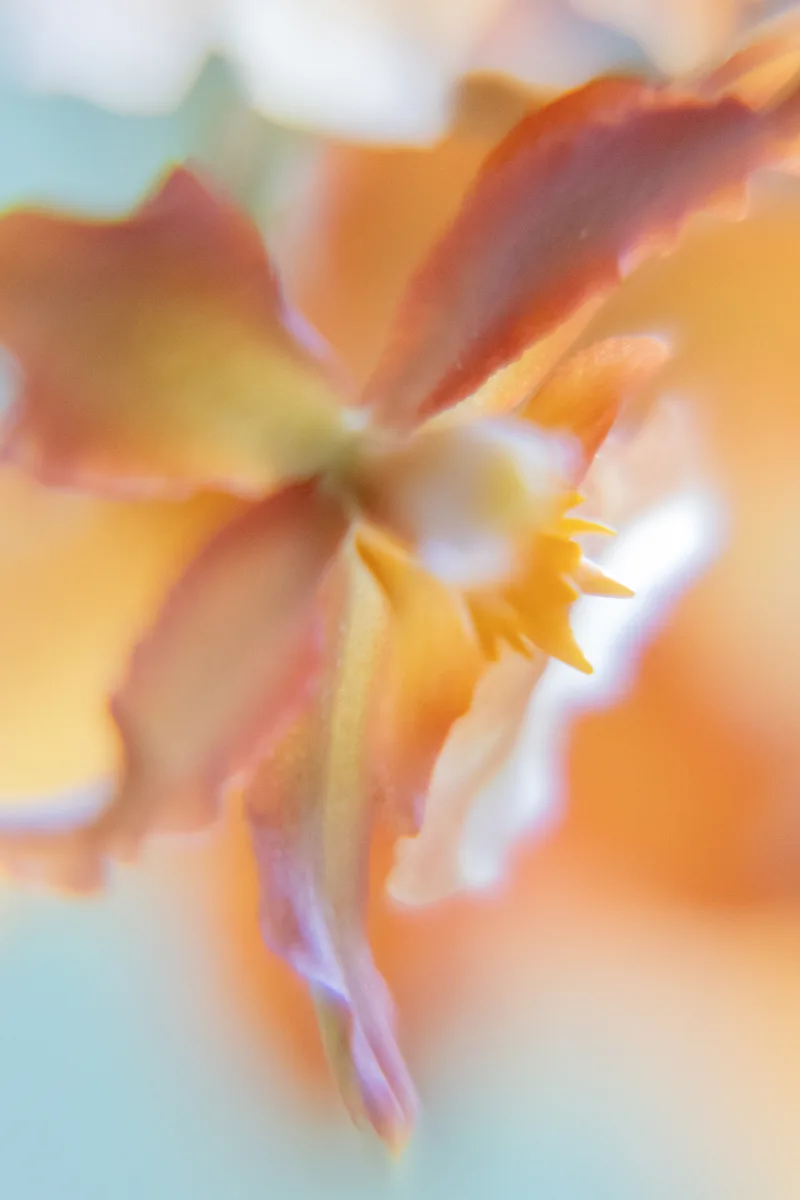 Weich gezeichnete, verträumte Makroaufnahme einer orangefarbenen Blüte