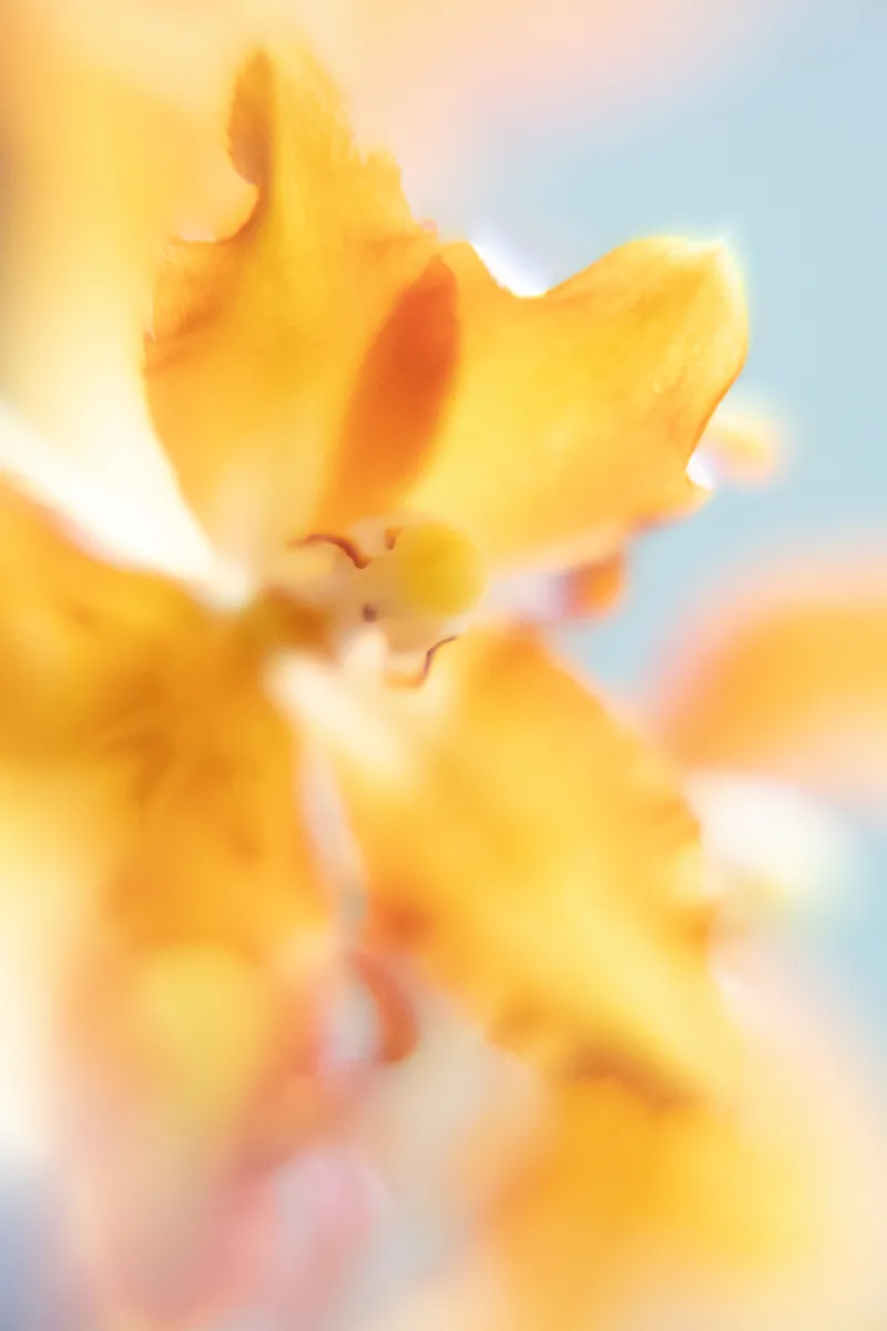 Weiche Makroaufnahme einer gelb-orangen Blüte in Pastelltönen