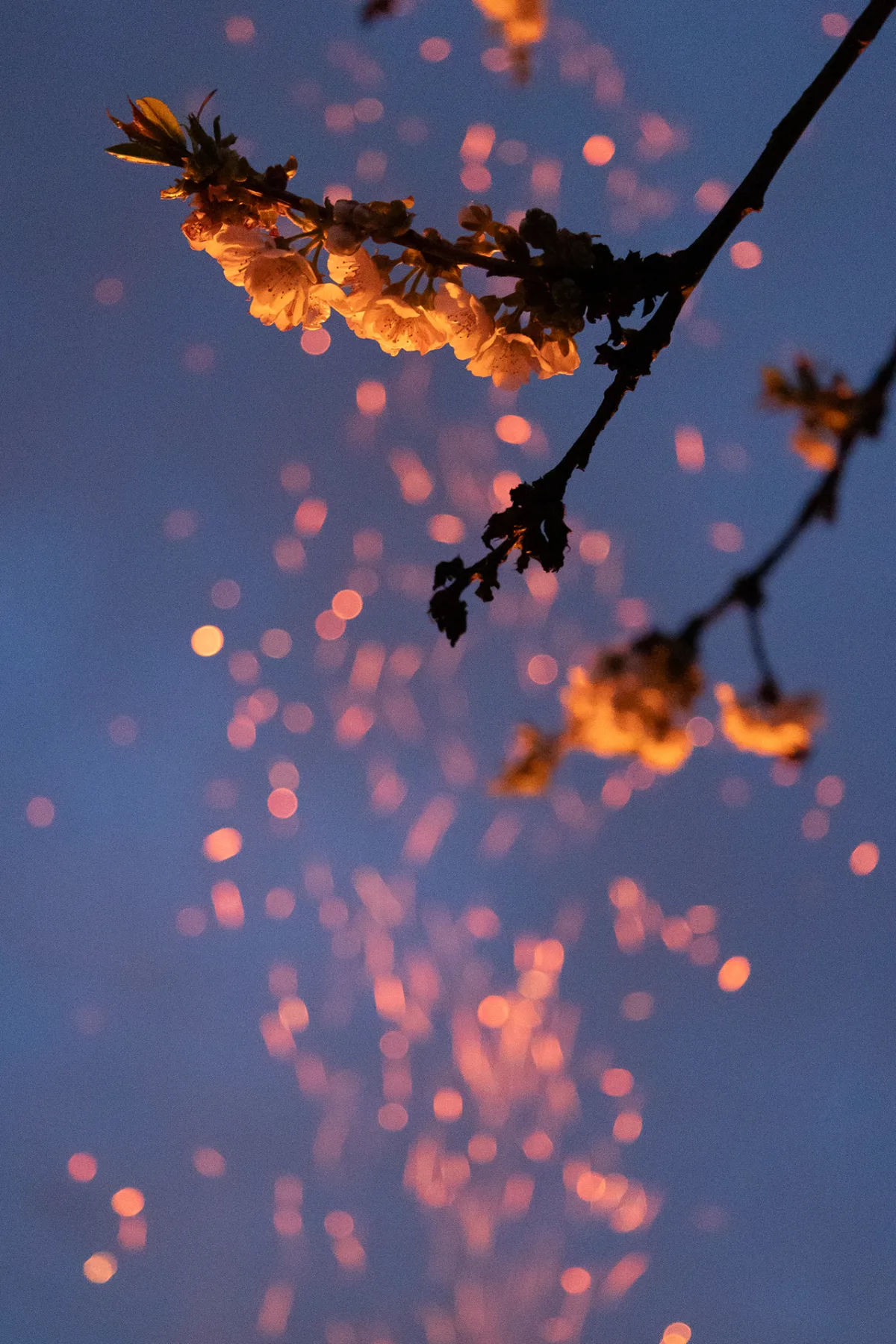 Kirschblüten am Zweig im warmen Licht der blauen Stunde, rosa Bokeh vor blauem Himmel