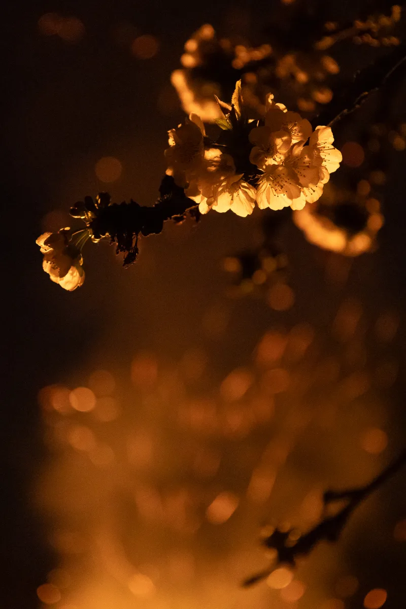 Kirschblüten warm angeleuchtet vor dunklem Hintergrund mit goldenem Bokeh